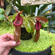 Load image into Gallery viewer, #18 N. minima x {[(Rokko ‘Exotica x boschiana) x veitchii] x edwardsiana} RE-0183 2 x plants
