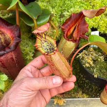 Load image into Gallery viewer, #24 N. northiana x veitchii (m) - squat red, striped RE-0094
