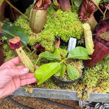 Load image into Gallery viewer, #36 N. {[(lowii x veitchii) x boschiana] x [(veitchii x maxima) x veitchii]} x {[(Rokko ‘Exotica’ x boschiana) x veitchii] x edwardsiana} RE-0137
