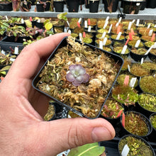 Load image into Gallery viewer, Pinguicula cyclosecta -  BLUE Mexican Butterwort
