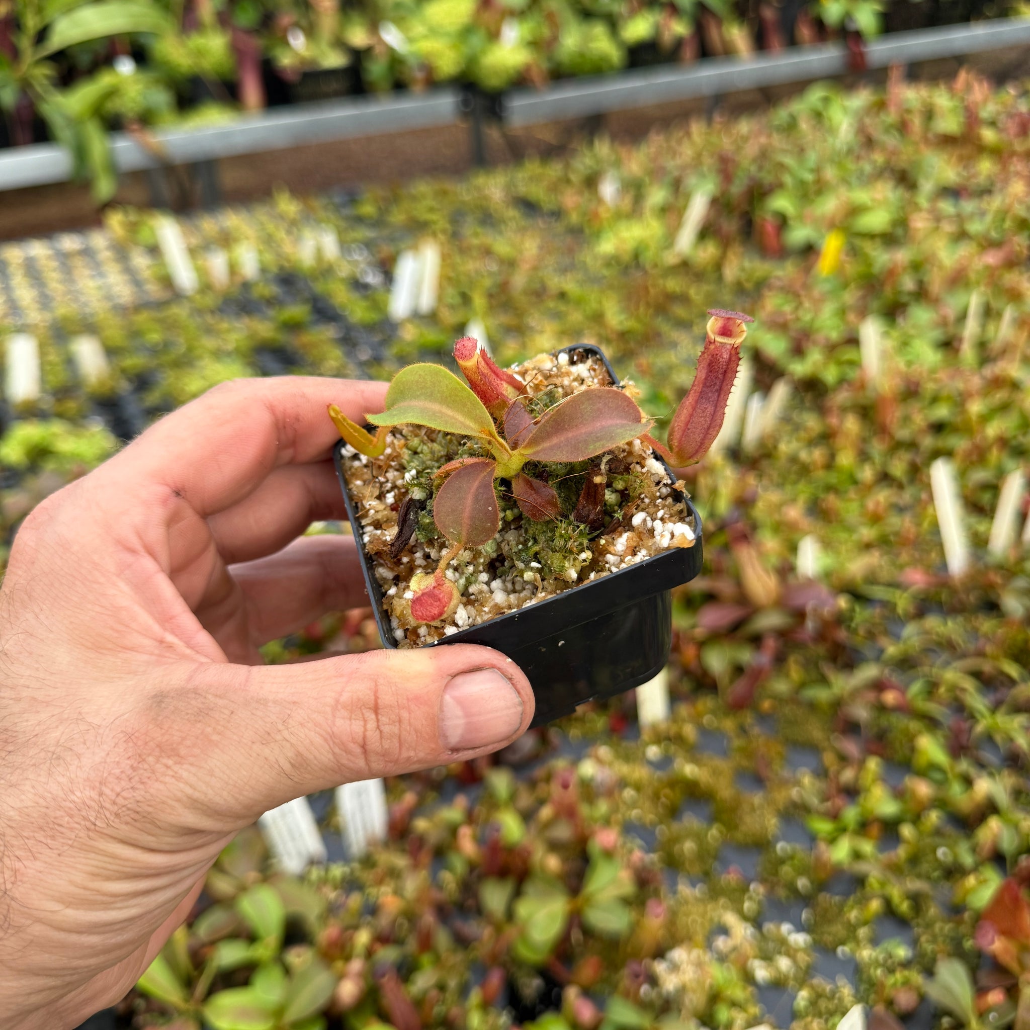 Nepenthes {[(lowii x veitchii) x boschiana] x [(veitchii x maxima