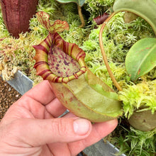 Load image into Gallery viewer, #1 N. northiana x veitchii 'Candy Dreams' RE-0095
