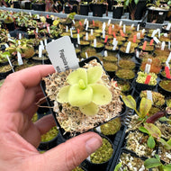 Pinguicula gigantea