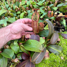 Load image into Gallery viewer, N. [spectabilis x (northiana x veitchii)] x veitchii (m) #98 RE-0127
