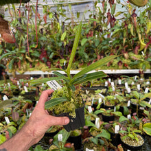 Load image into Gallery viewer, N. barcelonae EP Rooted Cuttings
