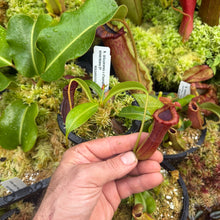 Load image into Gallery viewer, N. (sibuyanensis x Trusmadiensis) (a) x edwardsiana EP Small
