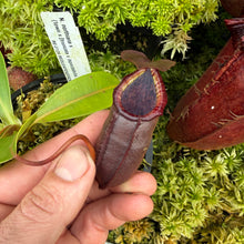 Load image into Gallery viewer, #10 N. northiana x {lowii x [truncata x (spectabilis x northiana)]} RE-0129

