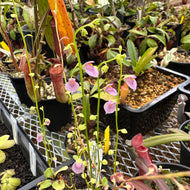 Utricularia calycifida