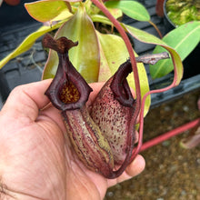 Load image into Gallery viewer, N. sibuyanensis x (maxima x ephippiata) EP
