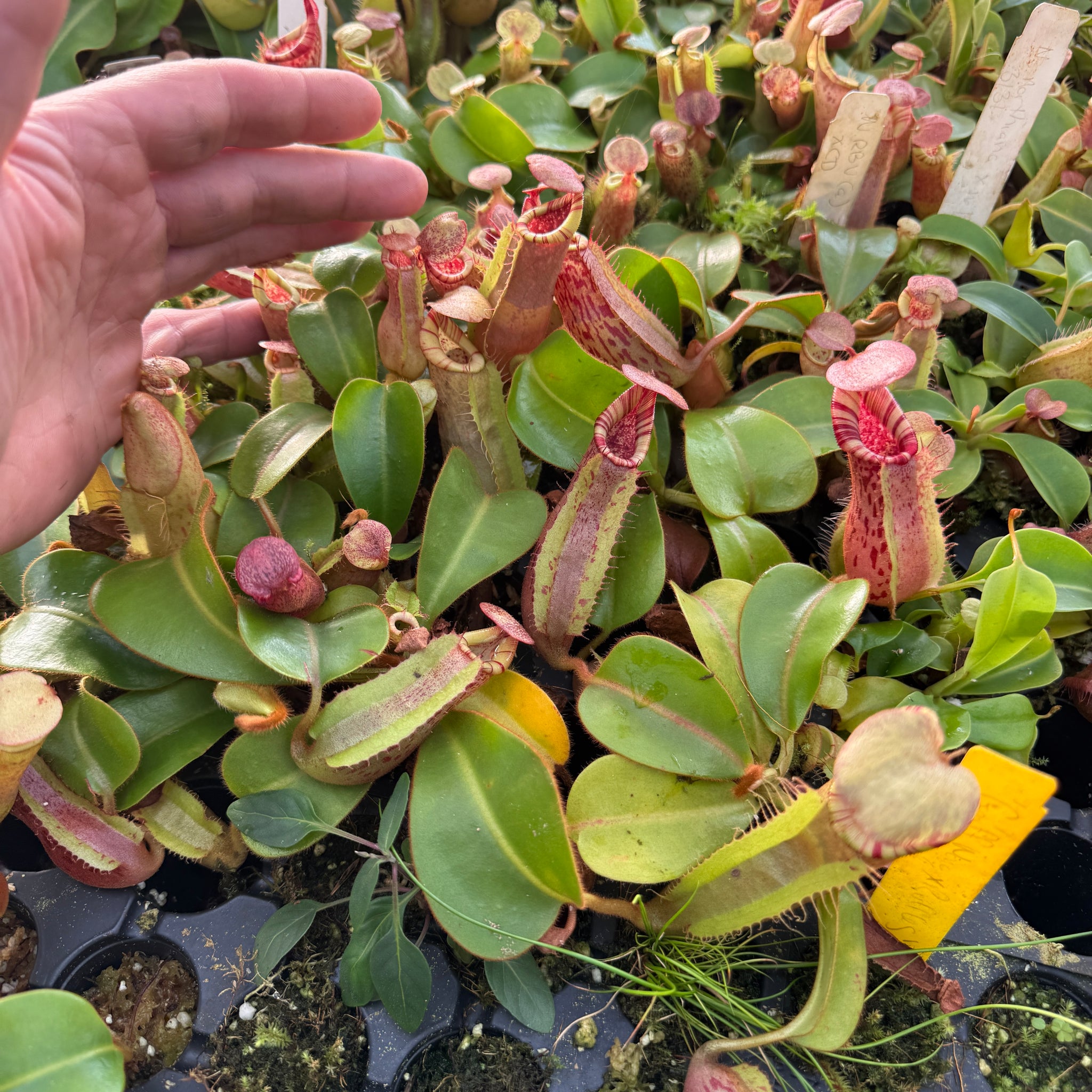 Nepenthes (Rokko 'Exotica' x boschiana) x veitchii - Redleaf