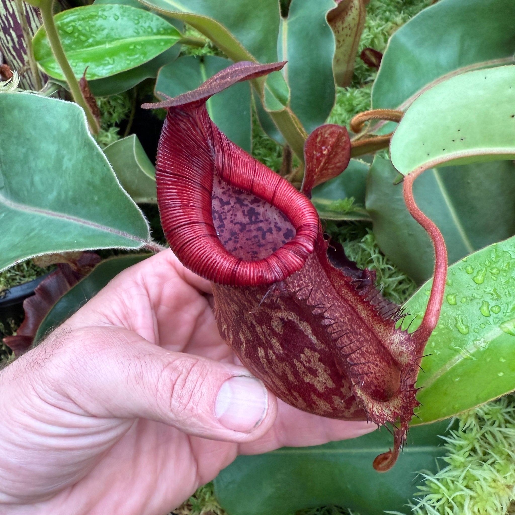 Products – RedLeaf Exotics