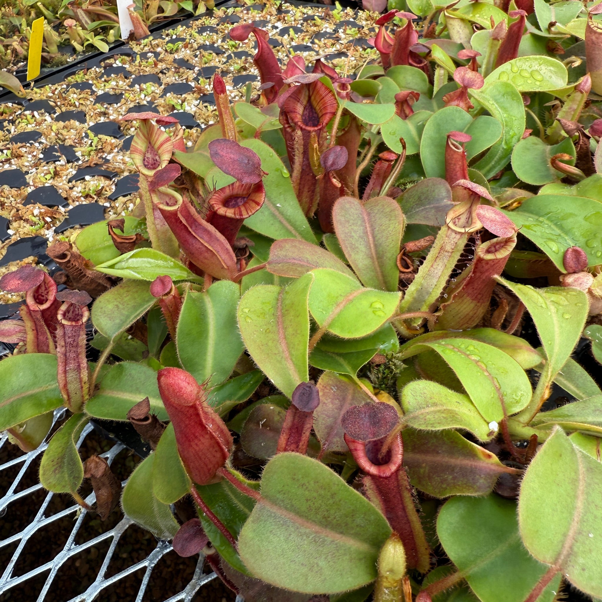 Nepenthes maxima - dark x veitchii 'Candy Dreams' – RedLeaf Exotics