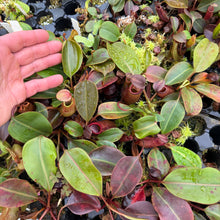 Load image into Gallery viewer, N. palawanensis  x nebularum RE-0109
