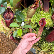 Load image into Gallery viewer, #4 N. {[(lowii x veitchii) x boschiana] x [(veitchii x maxima) x veitchii]} x {[(Rokko ‘Exotica’ x boschiana) x veitchii] x edwardsiana} RE-0137
