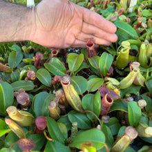 Load image into Gallery viewer, N. [(platychila x rajah) x veitchii (m)] x {[(lowii x veitchii) x boschiana] x (maxima x truncata - red)} RE-0191
