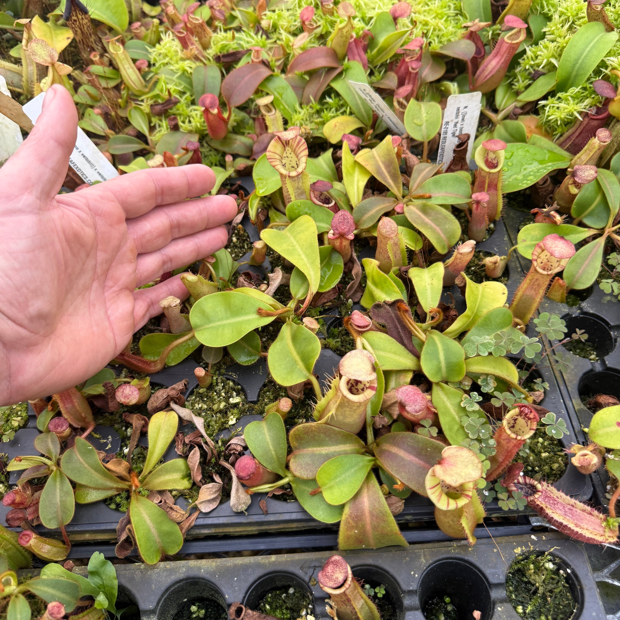REDLEAF EXCLUSIVES - Nepenthes for Sale - Redleaf Exotics