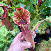 Load image into Gallery viewer, #65 N.  [(lowii x veitchii) x boschiana] x [(veitchii x maxima) x veitchii] EP 3rd grex
