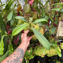 Load image into Gallery viewer, N. sibuyanensis x 'Trusmadiensis'  (a) - Rooted Cutting
