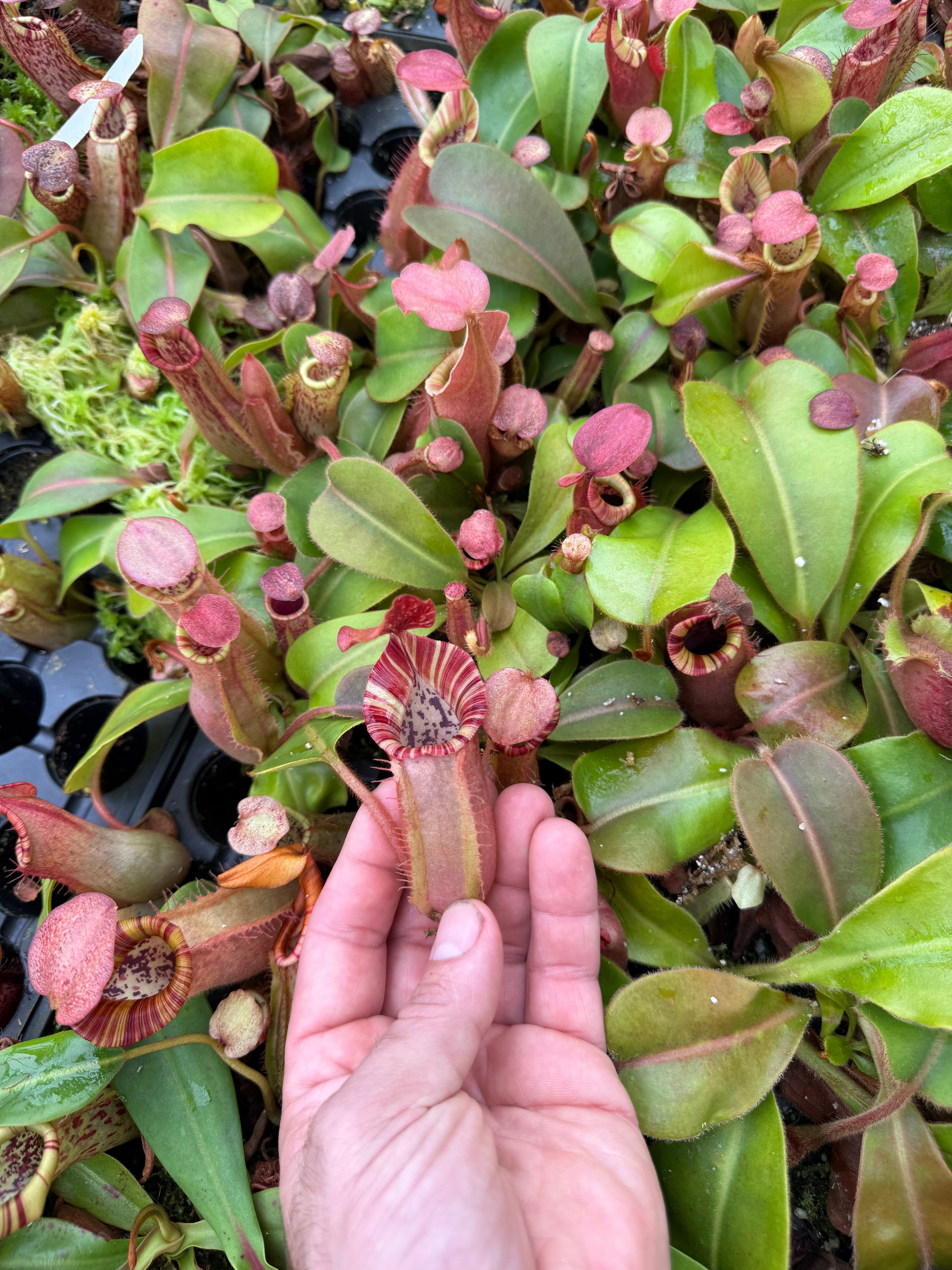 Nepenthes {[(lowii x veitchii) x boschiana] x [(veitchii x maxima