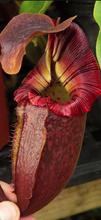 Load image into Gallery viewer, N. 'Gremlin' Rooted Cutting FEMALE

