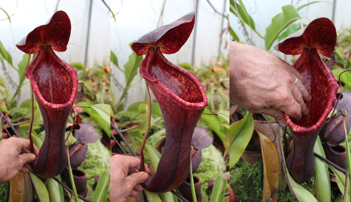 N. lowii x boschiana - Rooted cutting