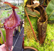 Nepenthes [(lowii x veitchii) x boschiana] x mollis - Redleaf Exotics