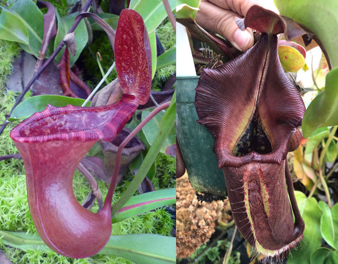 N. (lowii x ventricosa) x nebularum EP LARGE
