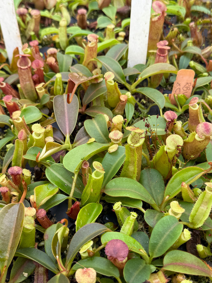 N.  ([(Rokko ‘Exotica’ x boschiana)x veitchii] (a) x {maxima x [(stenophyllia x lowii) x (Rokko x veitchii)]}) X {[(Rokko ‘Exotica’ x boschiana) x veitchii] (a) x edwardsiana}  RE-0154