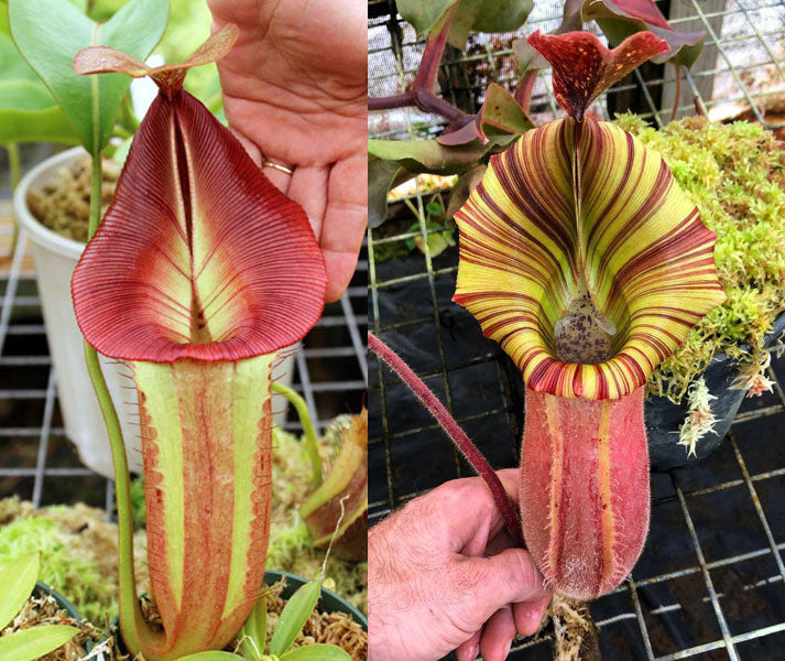 Nepenthes For Sale - Redleaf Exotics – RedLeaf Exotics