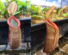 Load image into Gallery viewer, Nepenthes tentaculata x jacquelineae - Redleaf Exotics
