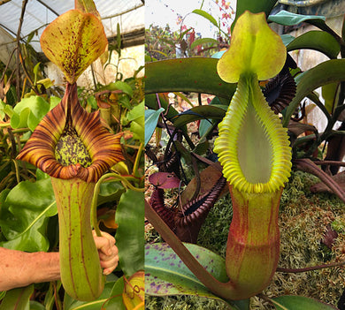 Nepenthes truncata - giant x macrophylla -  Redleaf Exotics