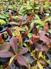 Load image into Gallery viewer, NEW RELEASE! N.  {[(lowii x veitchii) x boschiana] x [(veitchii x maxima) x veitchii]} (a) x (lingulata x veitchii) RE-0147
