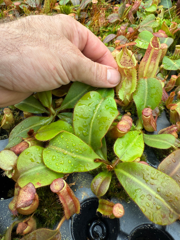 N. veitchii (D) - Bario RE-3490