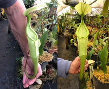Load image into Gallery viewer, N. hemsleyana - white EP Rooted Cuttings

