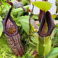 Load image into Gallery viewer, N. maxima (I) x spathulata RE-0190
