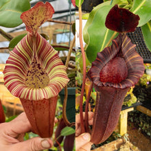 Load image into Gallery viewer, N. [(platychila x rajah) x veitchii (m)] x {[(lowii x veitchii) x boschiana] x (maxima x truncata - red)} RE-0191
