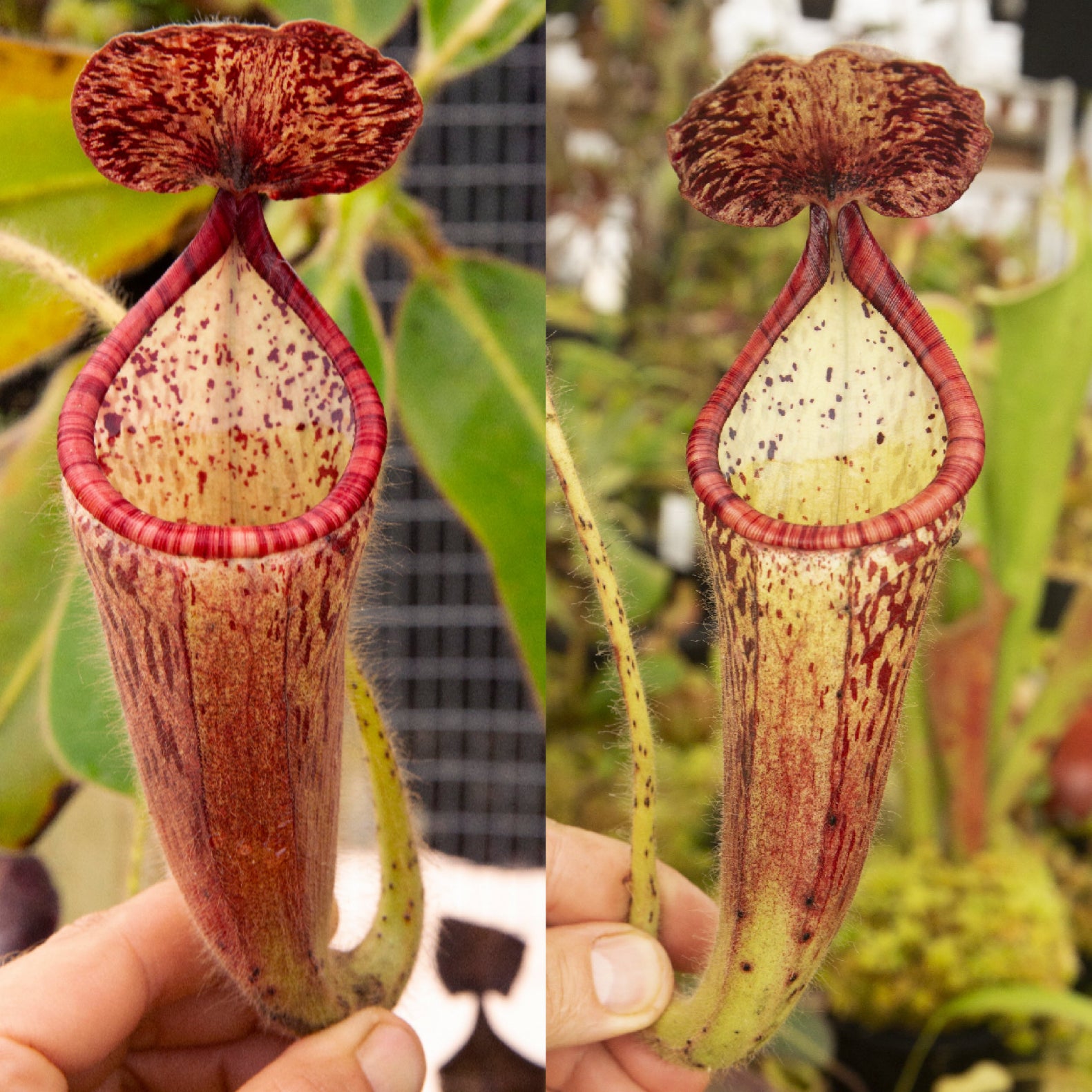 Nepenthes For Sale - Redleaf Exotics – RedLeaf Exotics