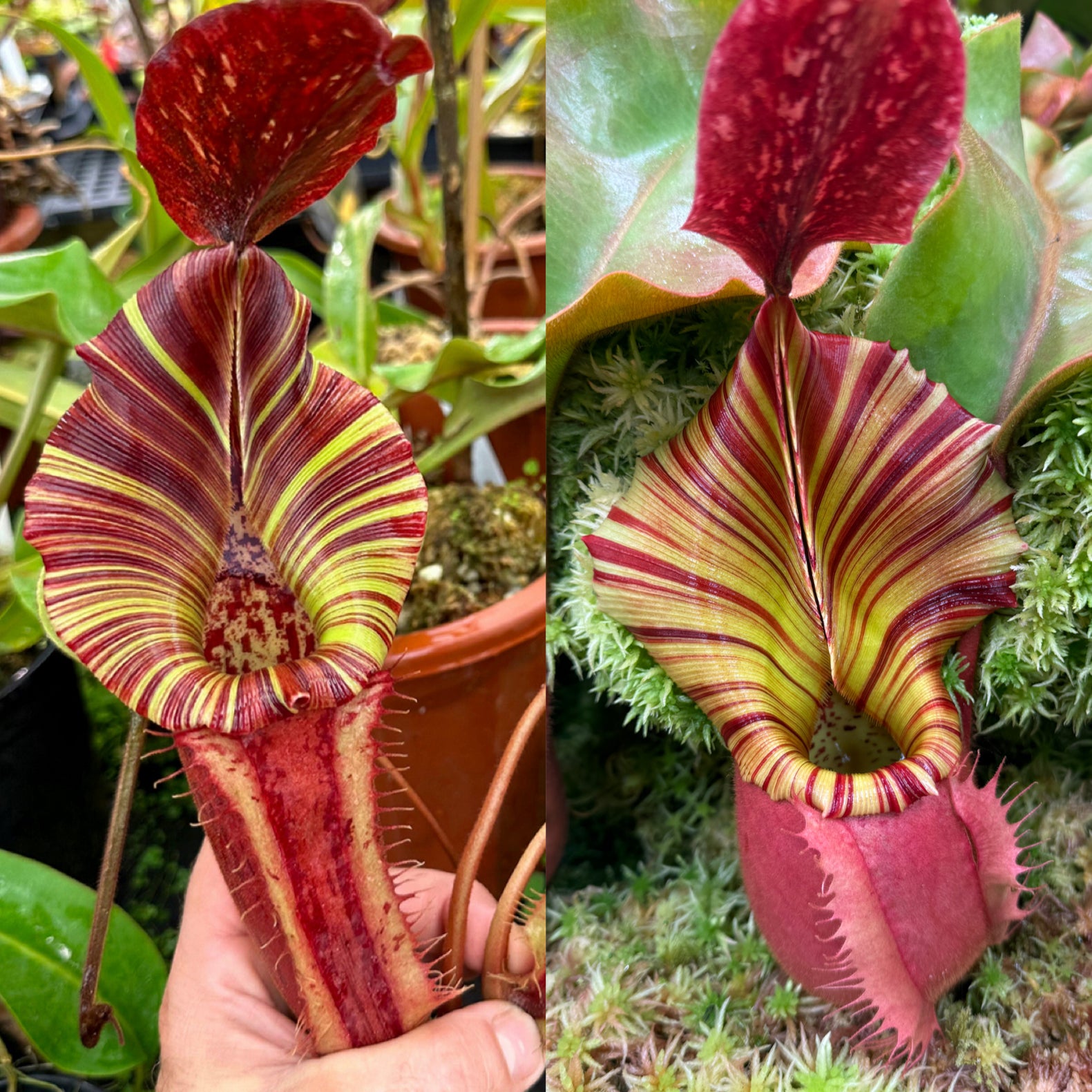 Nepenthes For Sale - Redleaf Exotics – RedLeaf Exotics