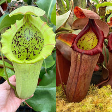 Load image into Gallery viewer, N. (truncata x campanulata) - giant x (peltata x truncata) RE-0195
