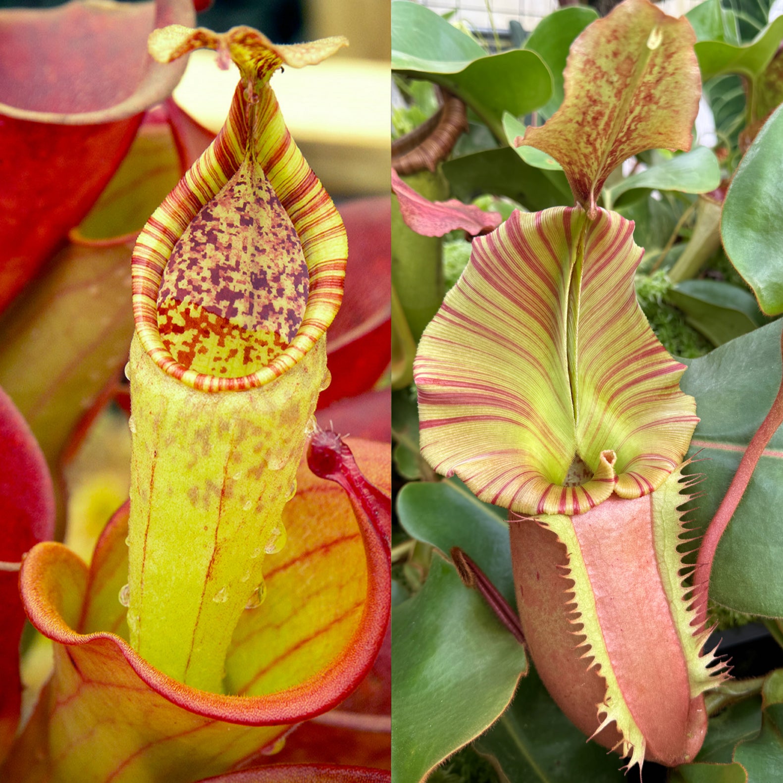 REDLEAF EXCLUSIVES - Nepenthes for Sale - Redleaf Exotics