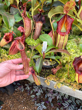 Load image into Gallery viewer, #18 N. minima x {[(Rokko ‘Exotica x boschiana) x veitchii] x edwardsiana} RE-0183 2 x plants

