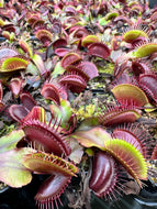 Dionaea ‘Akai Ryu’