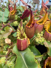 Load image into Gallery viewer, N. veitchii 'Geoff Wong' x ‘Ruffles’ RE-0176
