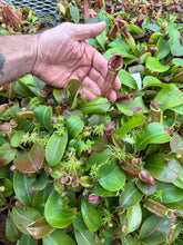 Load image into Gallery viewer, N. [(Rokko ‘Exotica’ x boschiana) x veitchii] (a) x {[(Rokko ‘Exotica’ x boschiana) x veitchii] (a) x edwardsiana} RE-0180
