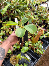 Load image into Gallery viewer, N. truncata – giant x macrophylla - medium
