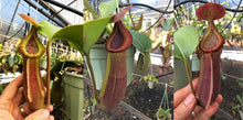 Load image into Gallery viewer, N. truncata – giant x macrophylla - medium
