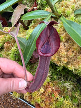 Load image into Gallery viewer, N.  {[(lowii x veitchii) x boschiana] x [(veitchii x maxima) x veitchii]} (a) x (lingulata x veitchii) RE-0147

