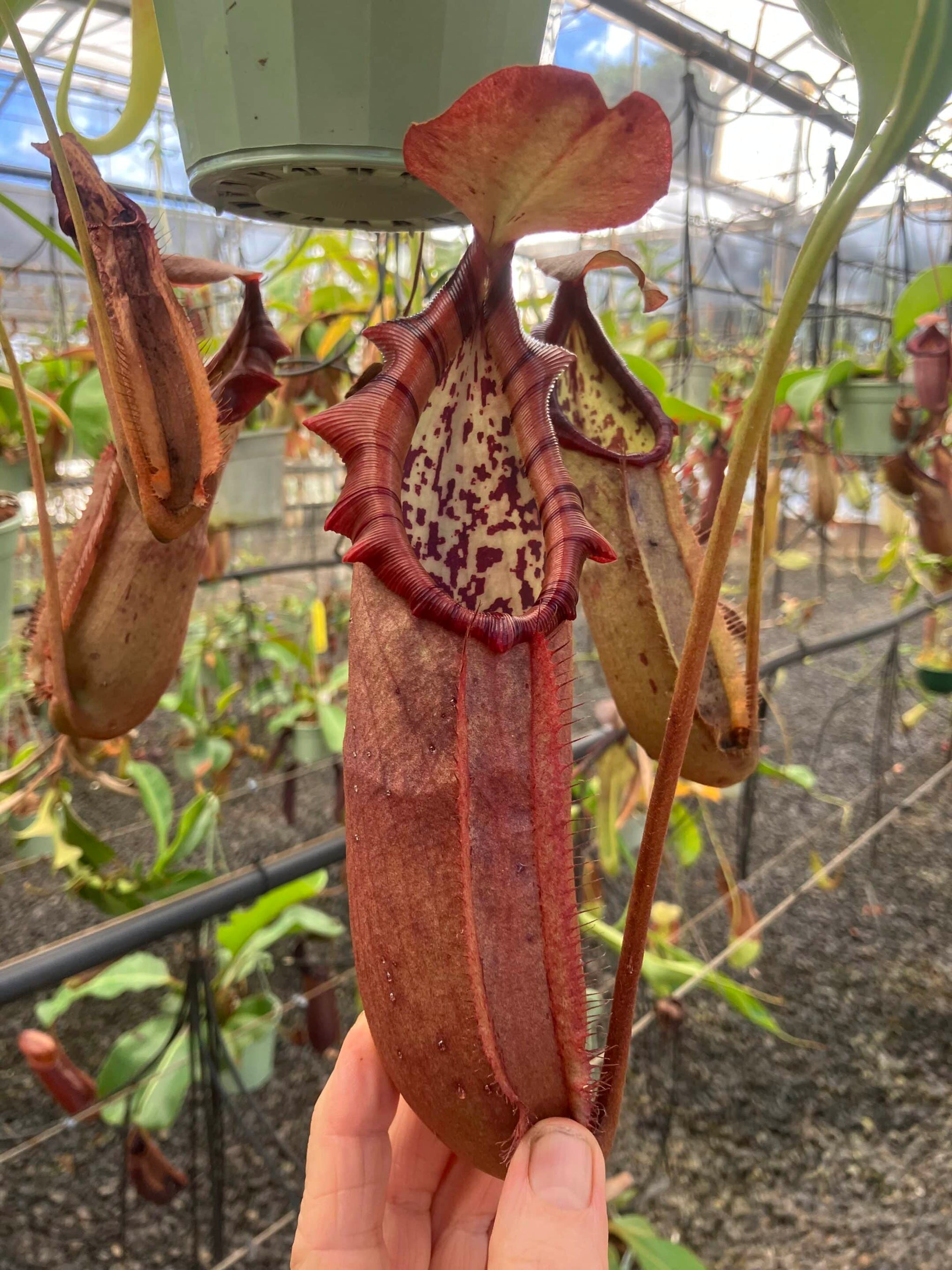 Products – RedLeaf Exotics