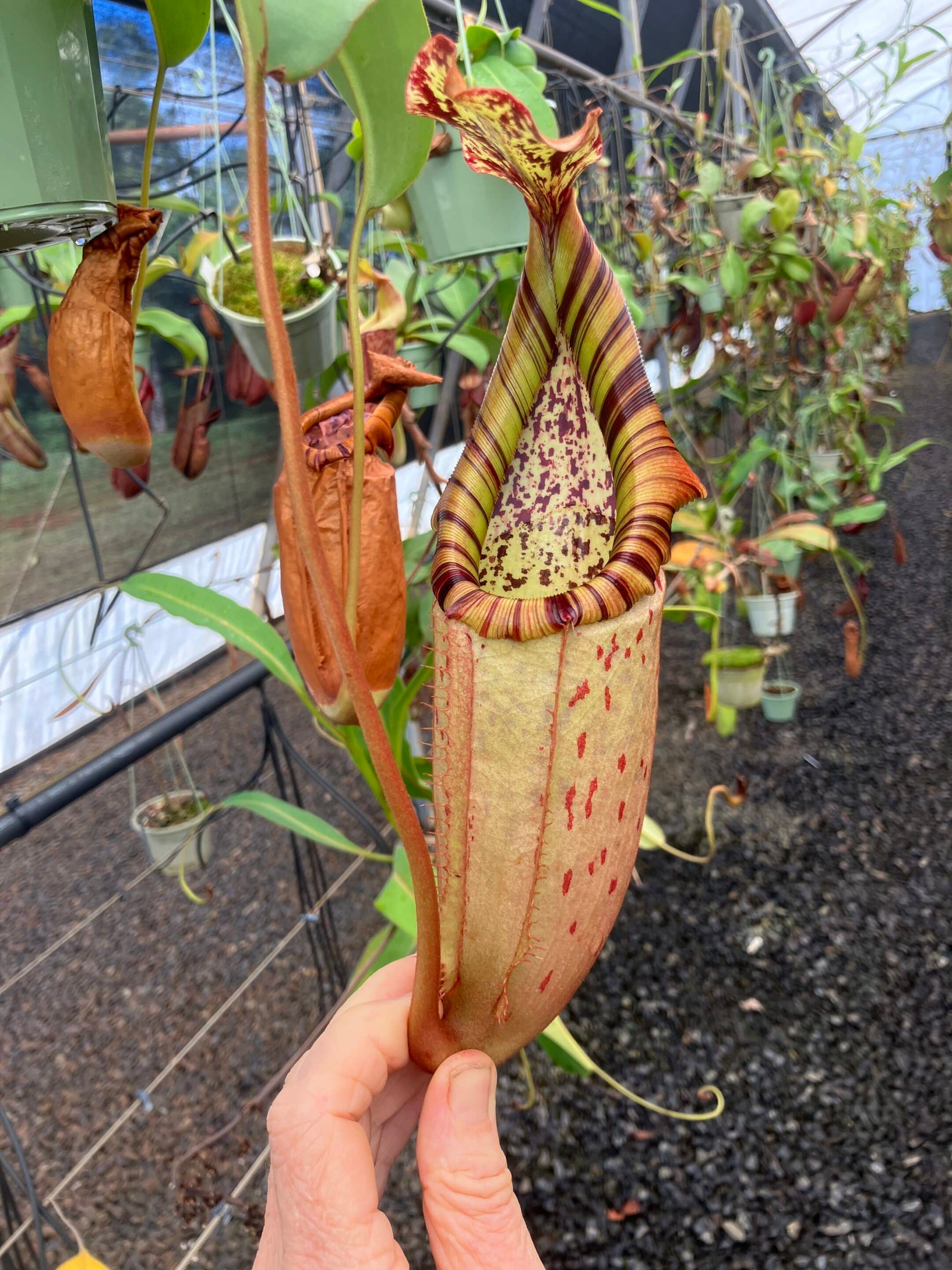 Products – RedLeaf Exotics
