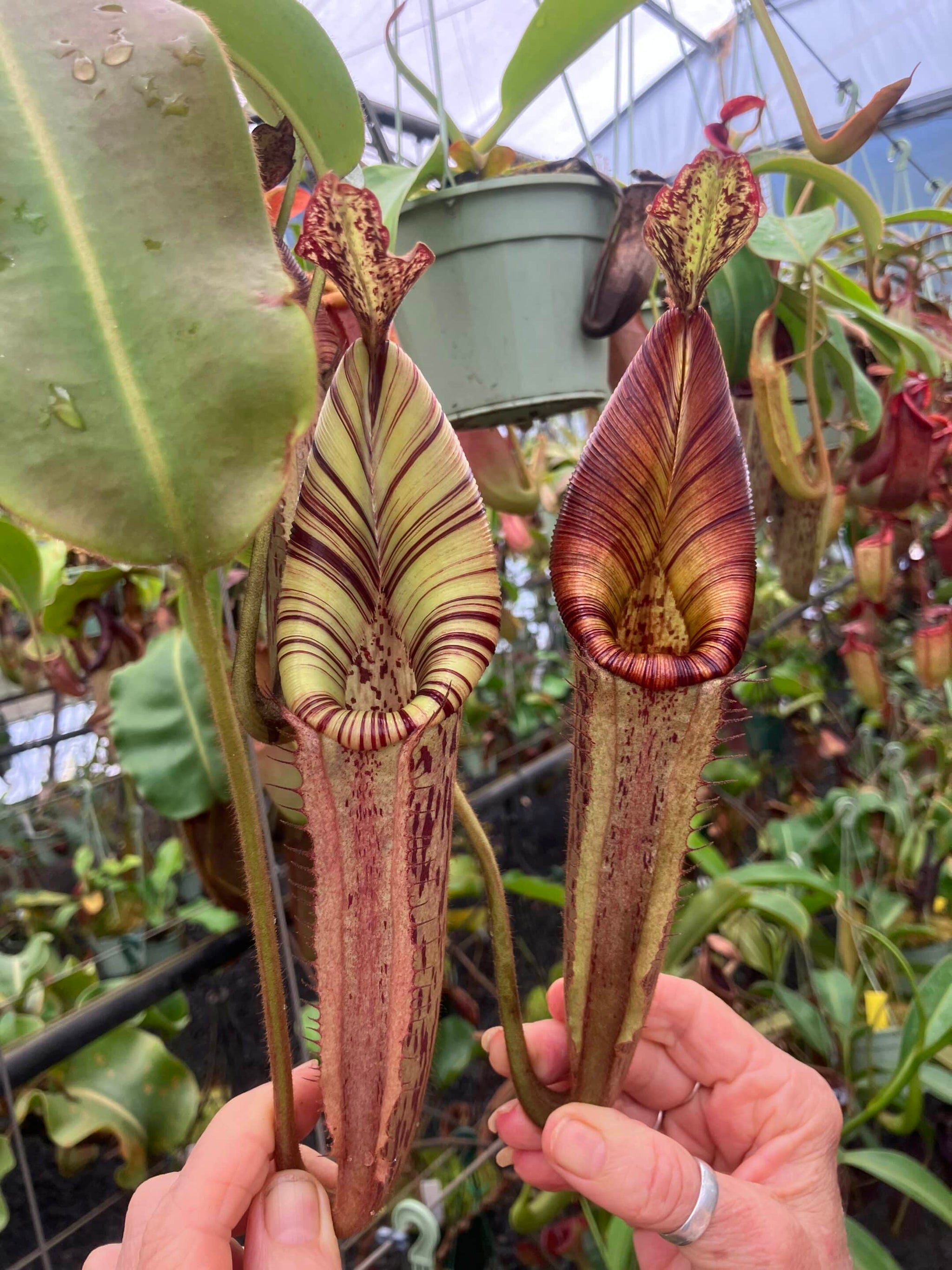 Products – RedLeaf Exotics